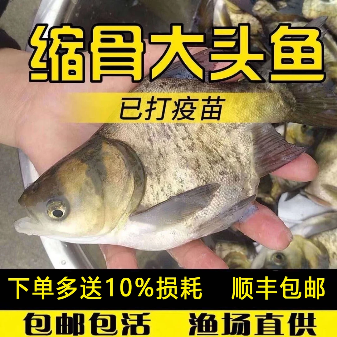 正宗缩骨大头鱼 锁骨花鲢 锁骨胖大头 4-6公分 已定型缩骨鱼 淡水