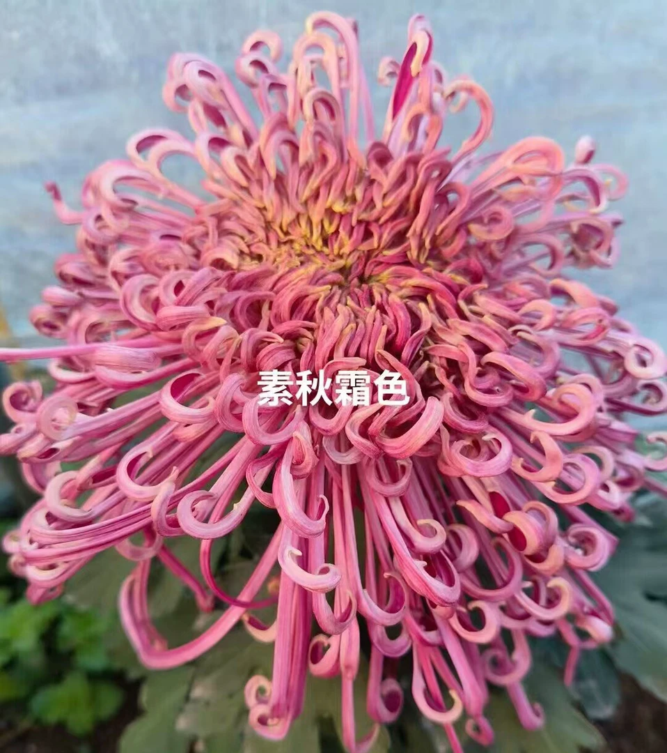 【素秋霜色】大花富贵菊九月菊花苗盆栽适合室内外花开好看