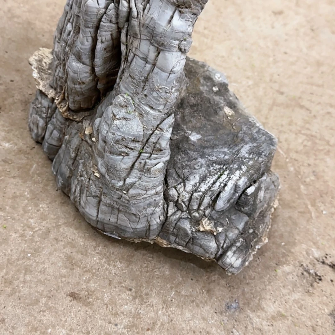 【闪购商品】香榧木文*一点一点地有没有感觉很