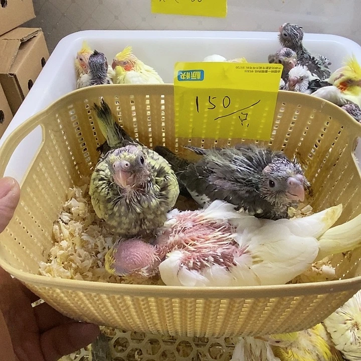 玄凤鹦鹉/鸡尾鹦鹉下播福利价