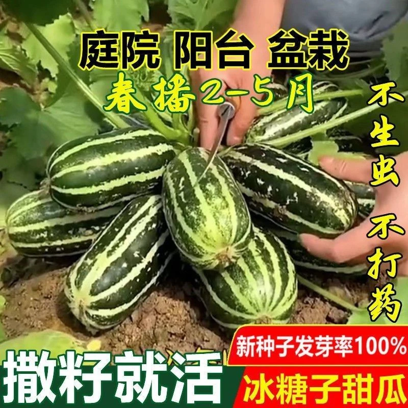 【48小时发货】甜掉牙冰糖子甜瓜种子四季种高产庭院阳台盆栽水果