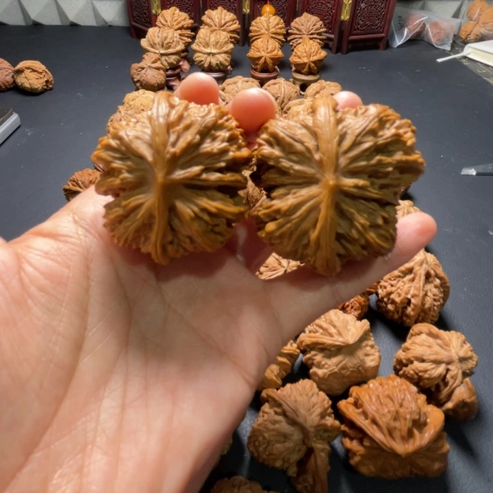白狮子连体47尺寸核桃哈哈哈哈哈哈