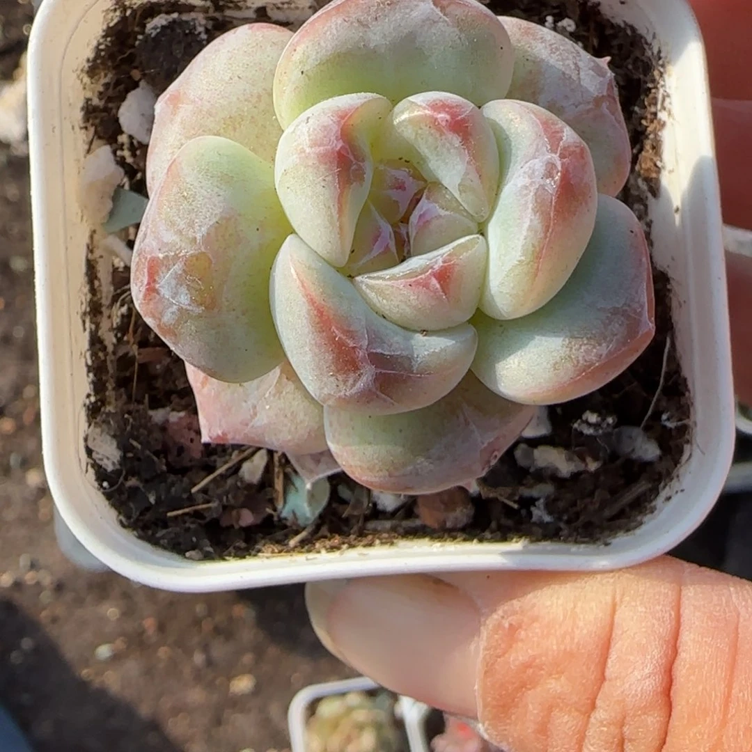 小卡拉米糖心一物一拍