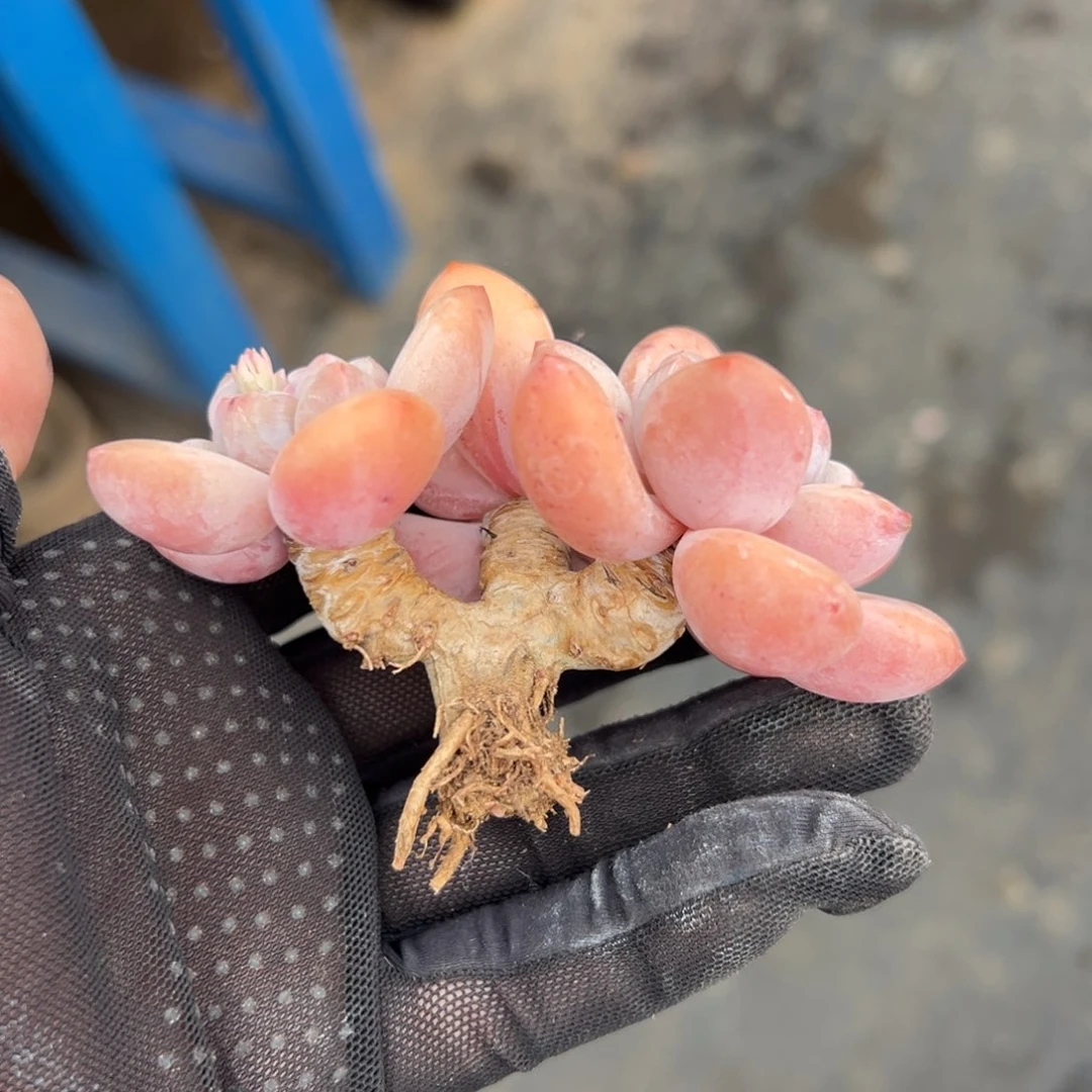 香水老庄0000000000