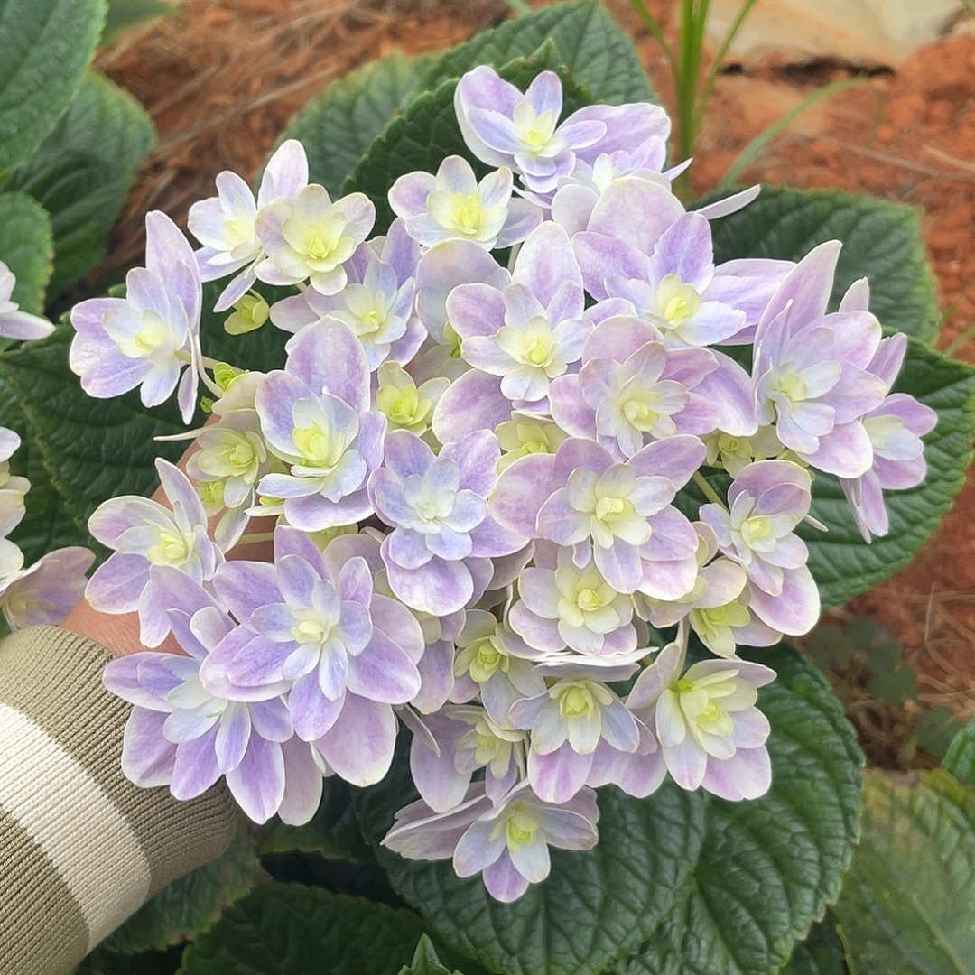 绣球切花一物一拍3枝起包邮，162