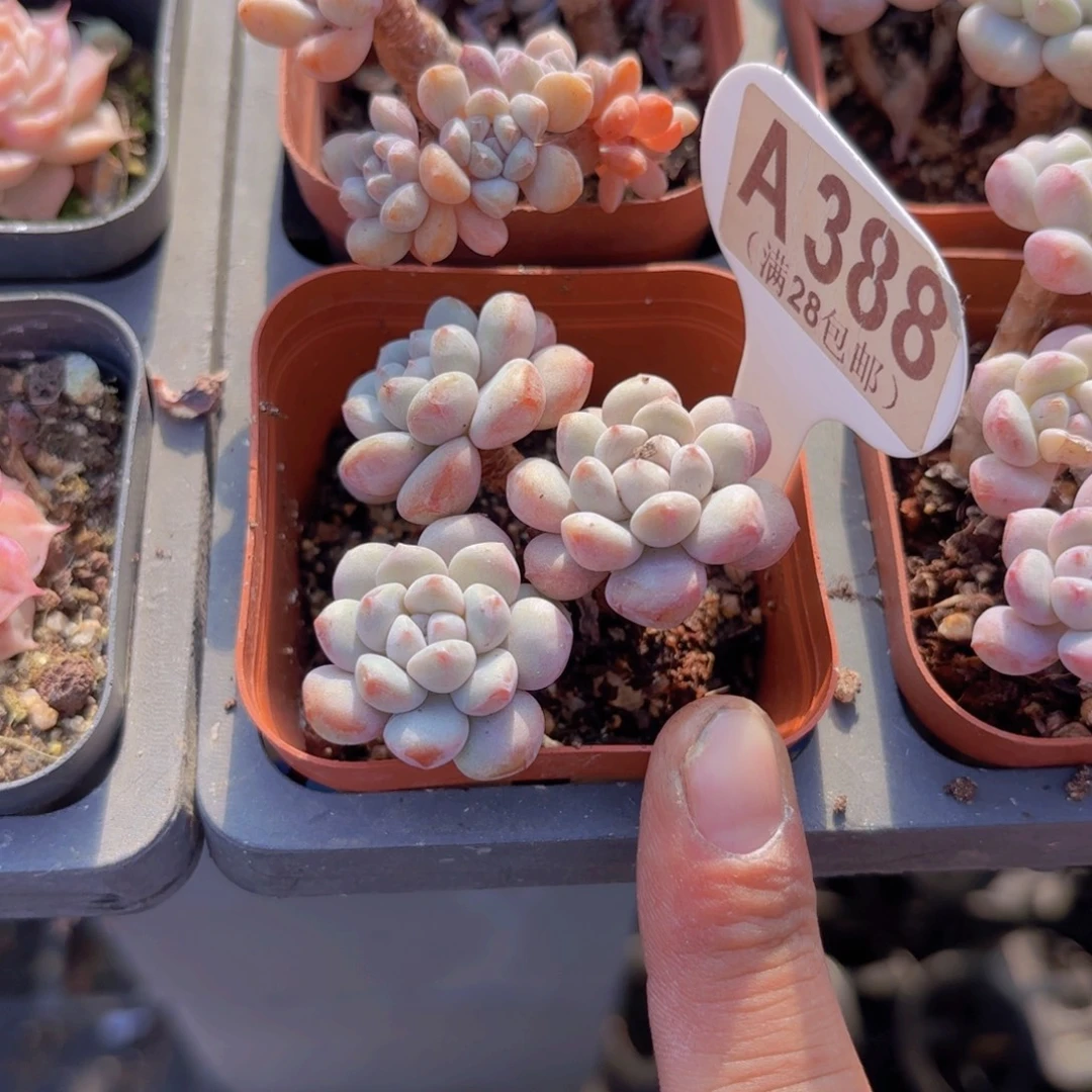 A388葡萄糖一物一拍