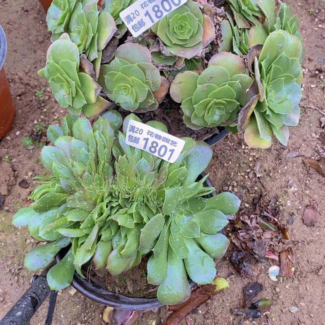 1801-1800 号一物一拍多肉植物