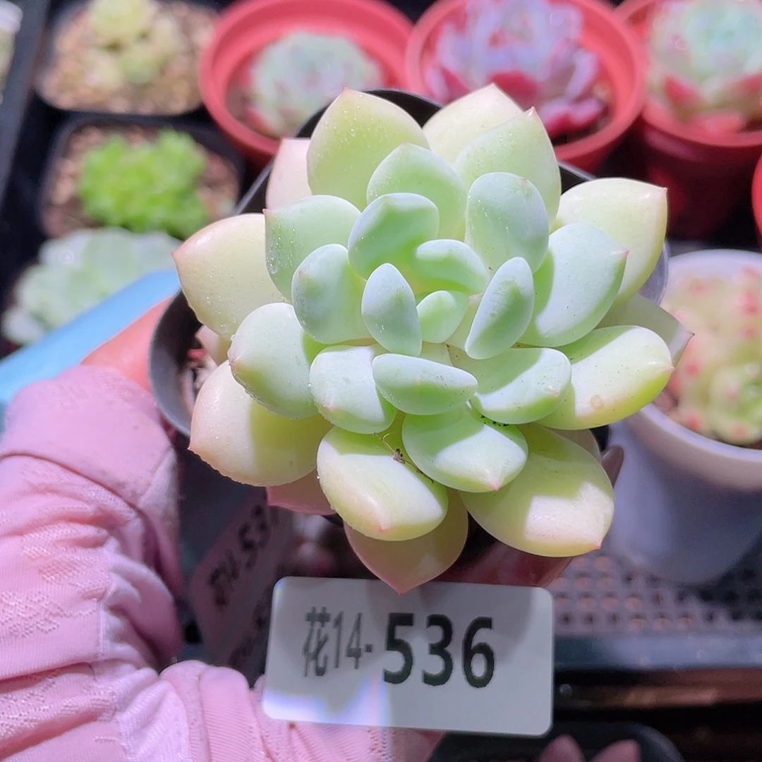花利美14-536玉兔
