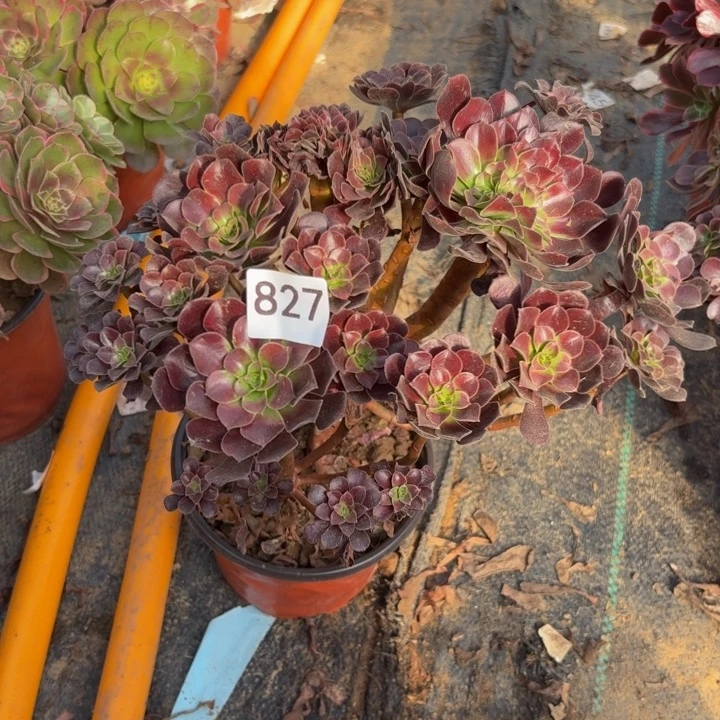 欧紫缀多肉植物不包损827
