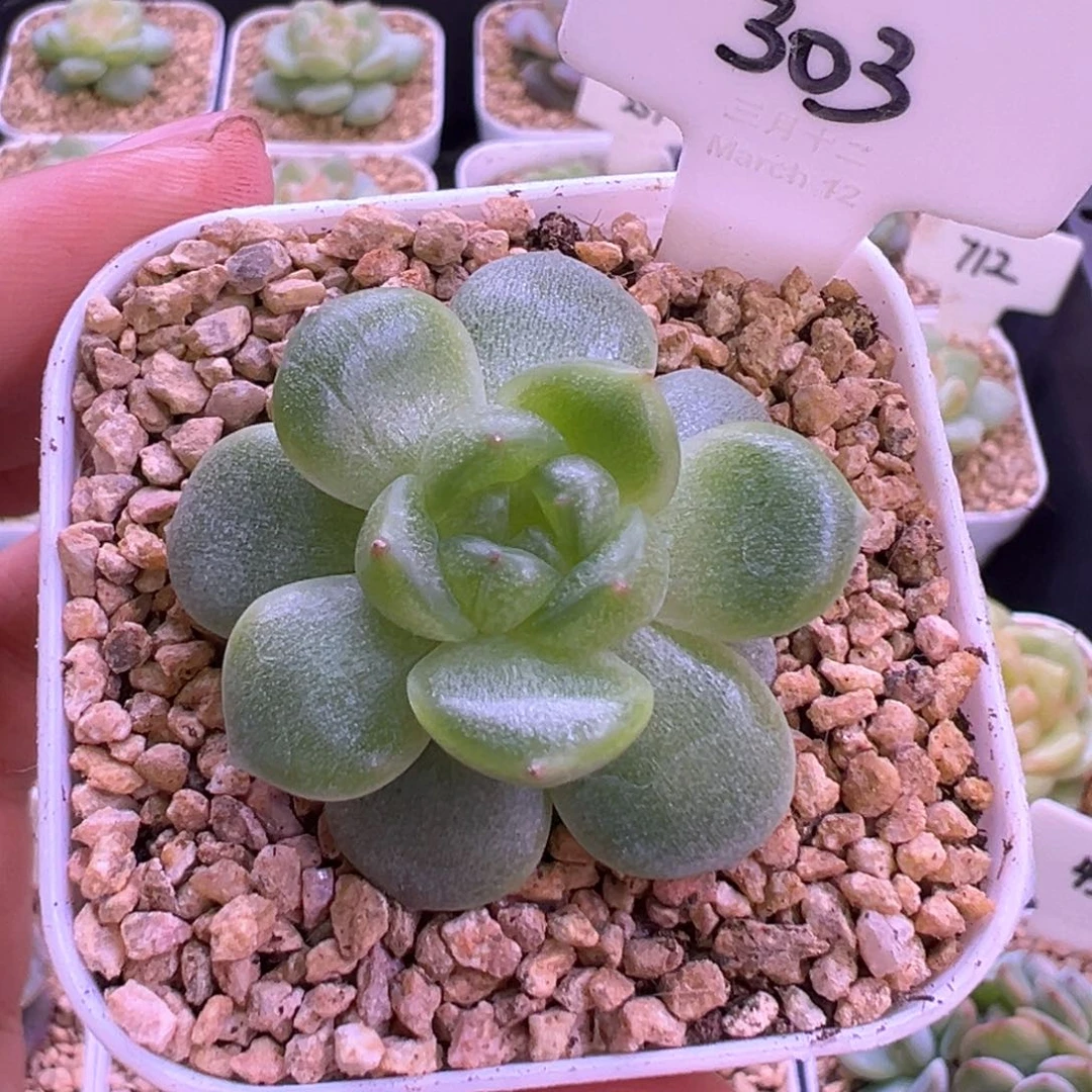 303号绿胖子 晗雨多肉