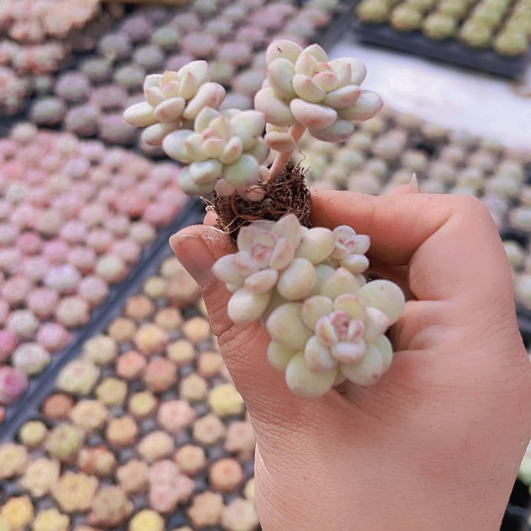 阳光玫瑰群生苗2个19包邮