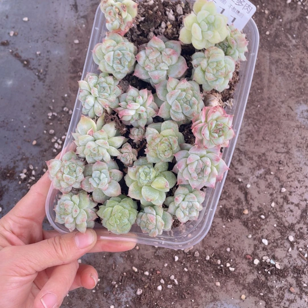 糕大上多肉植物611