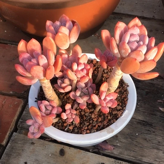 老桩灰姑娘多肉植物