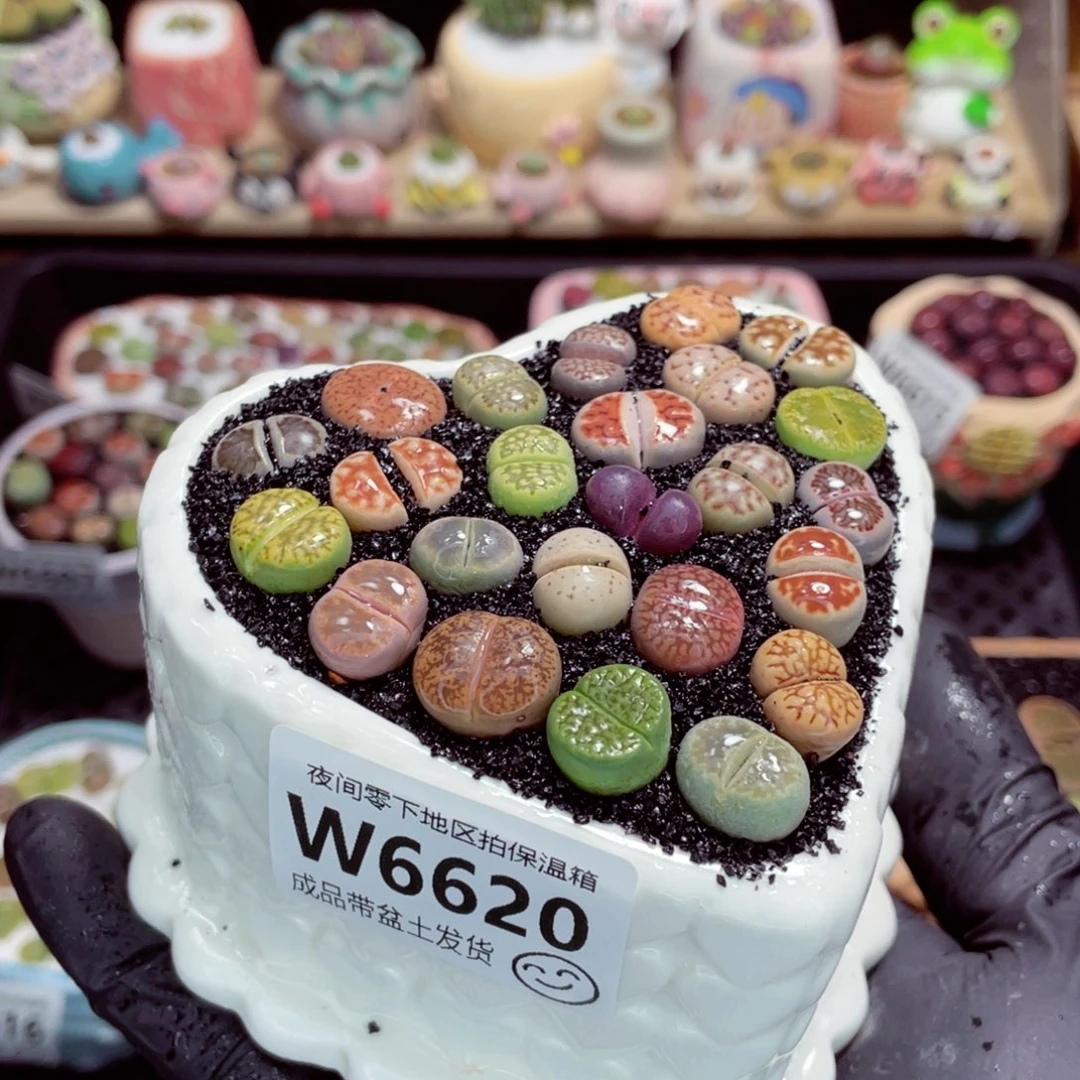 夜间零下地区拍保温箱w6620