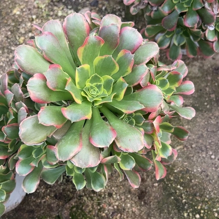 特斯拉手捧多肉植物量