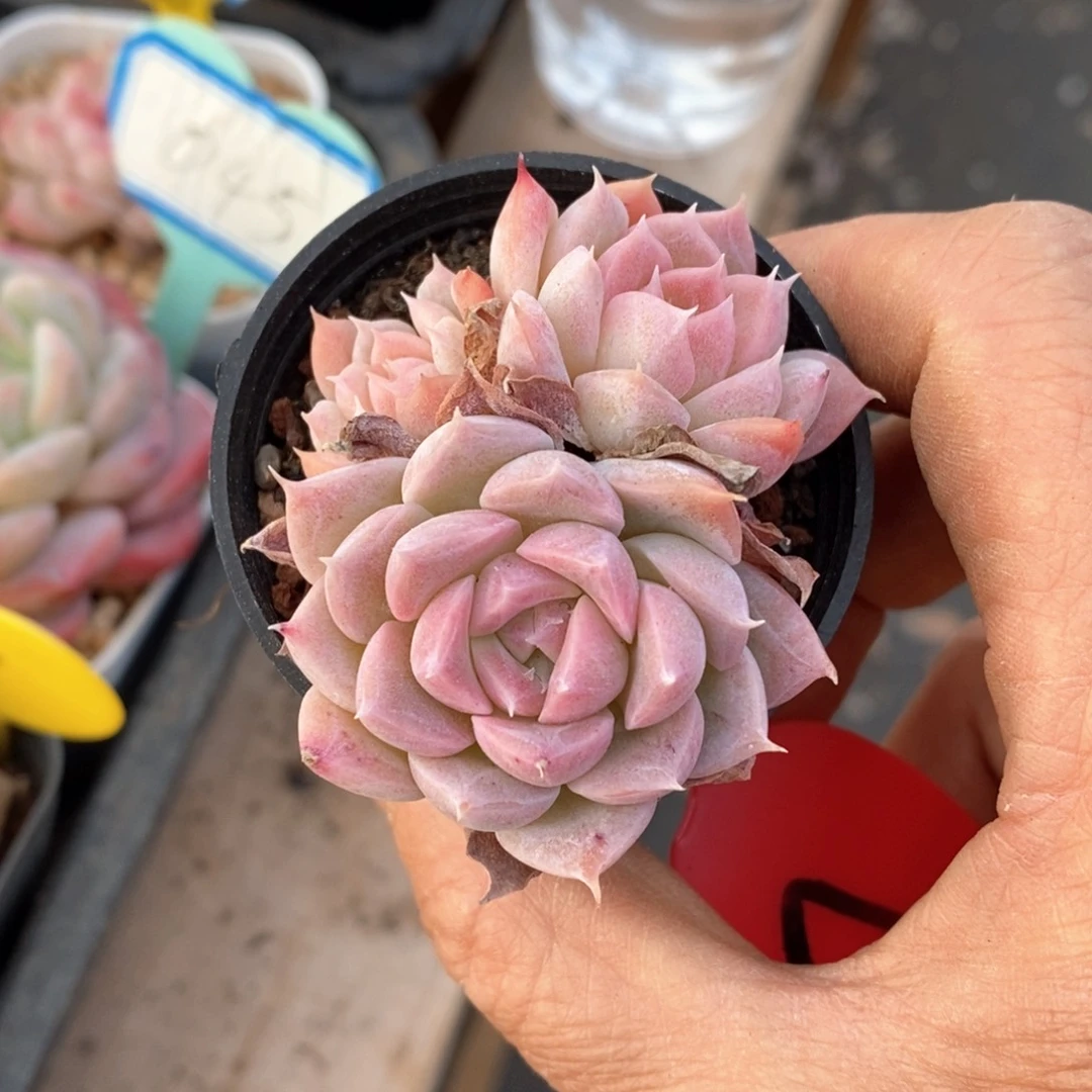 精品多肉一物一拍不包整27