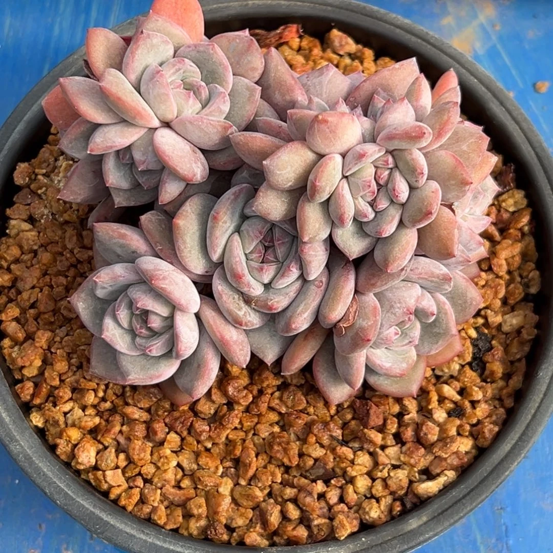 新年快乐 新年快乐