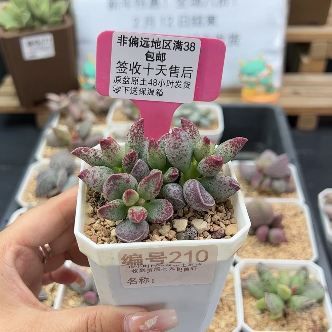 M****✨210艾薇多肉植物