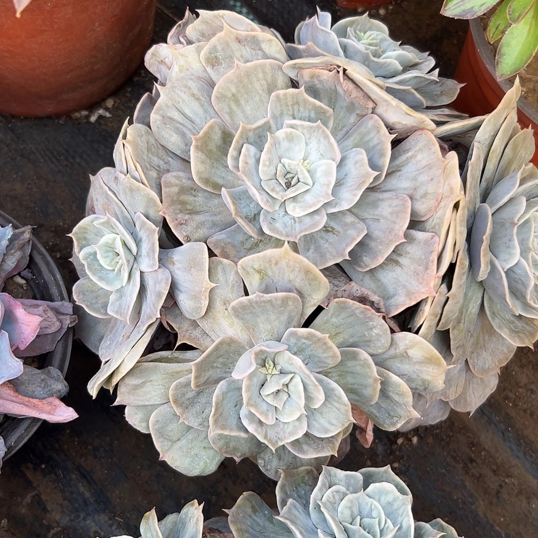 多肉植物漫威石化