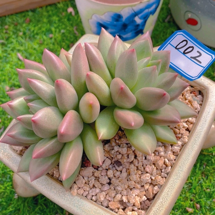 谢谢你的支持000002