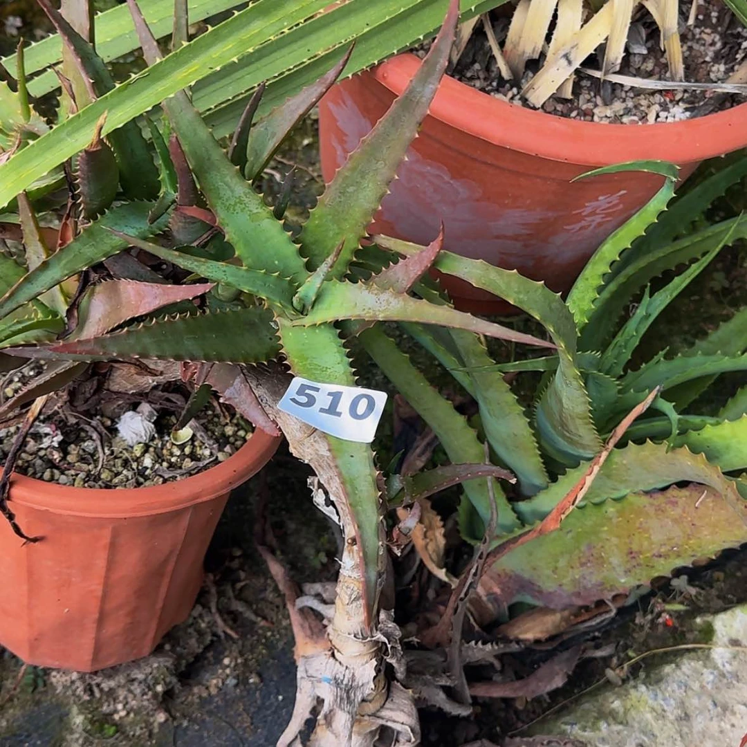 【闪购商品】牛*龙块根植物