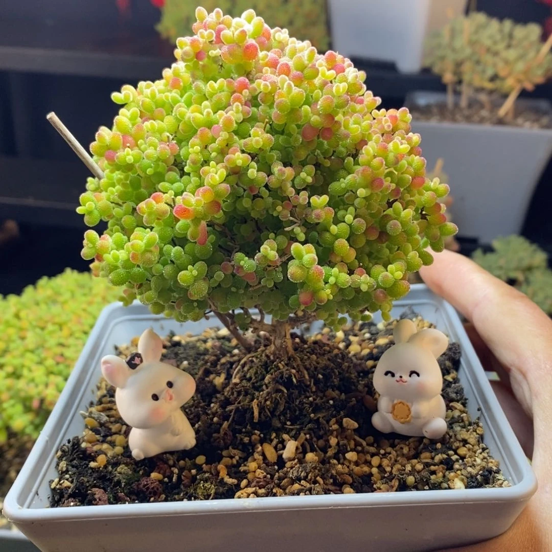 西*。440号蜜橘糖球枝干