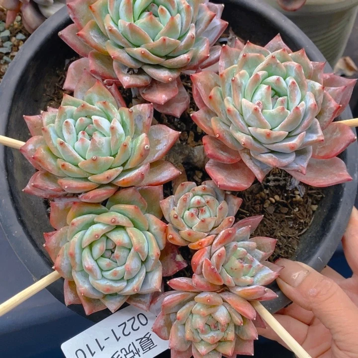 夏悦多肉 0221-110粉蓝鸟