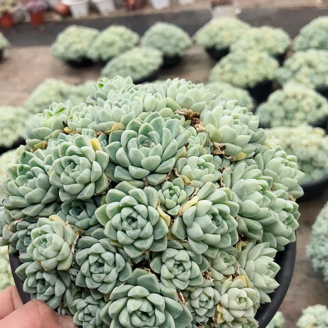 厚叶月影超级大整桩