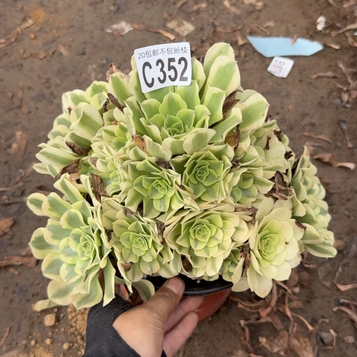 绿豆沙……多肉植物……