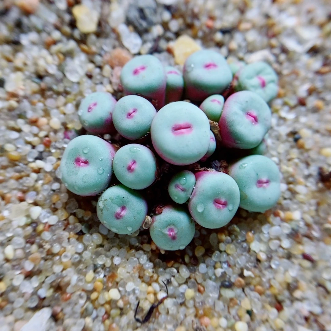 生石花花花花花花花花437