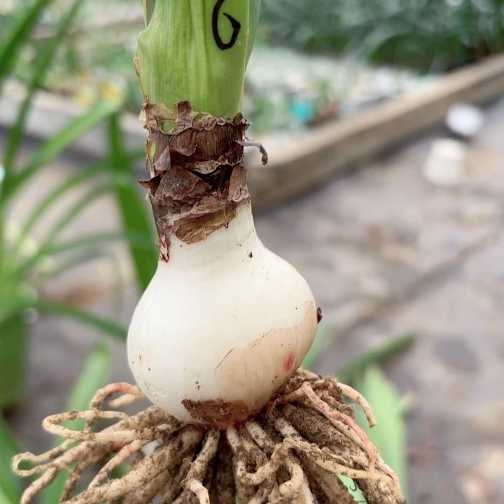 无花朵淘淘包对版一号