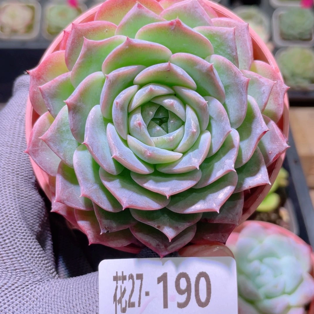 花利美27-190纯爱