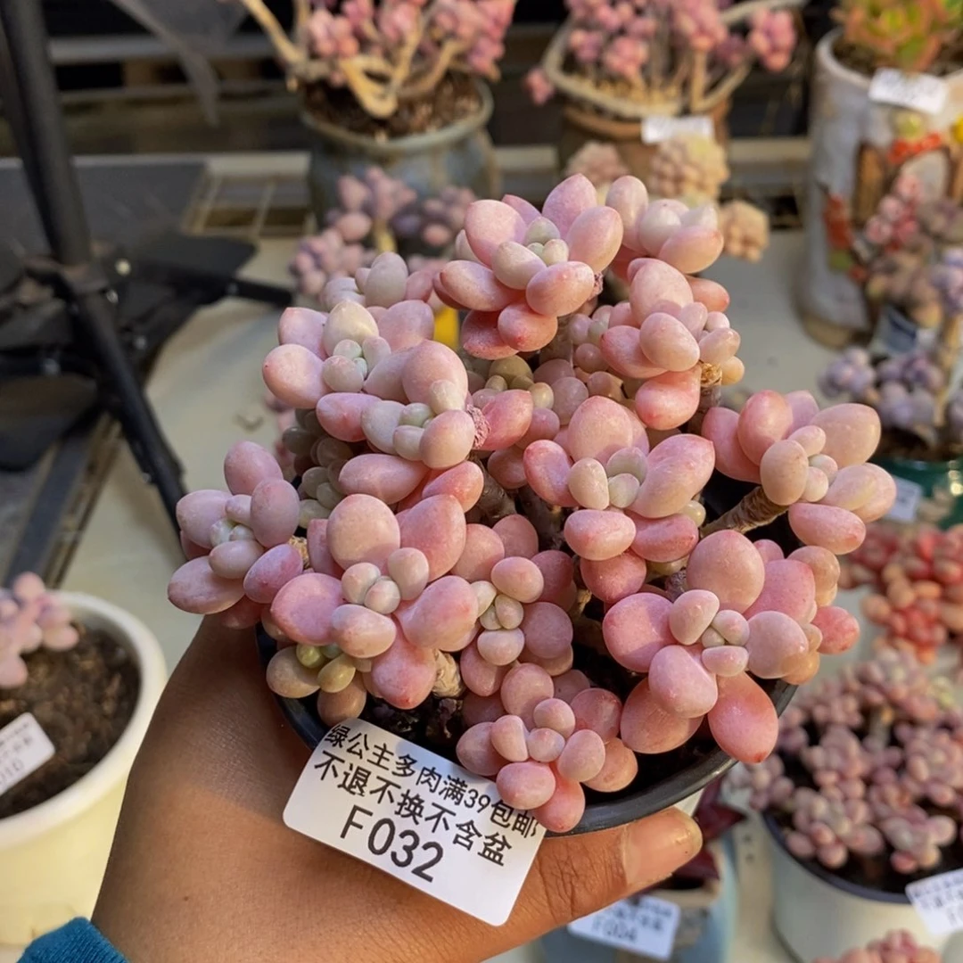 032鱼子酱多肉8c m