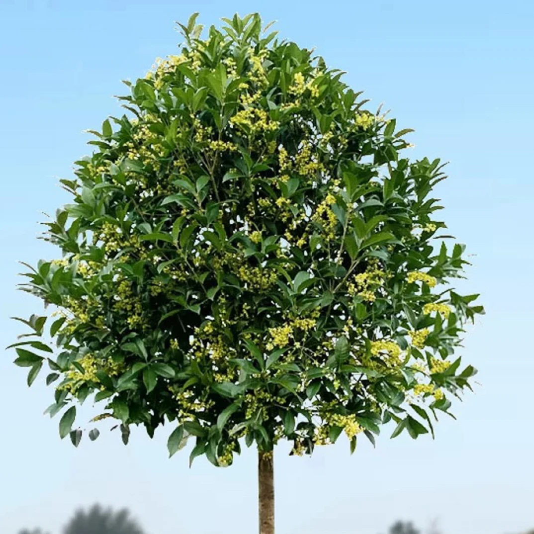 大型桂花树苗庭院地栽金桂丹桂浓香花卉盆栽植物四季桂花好养
