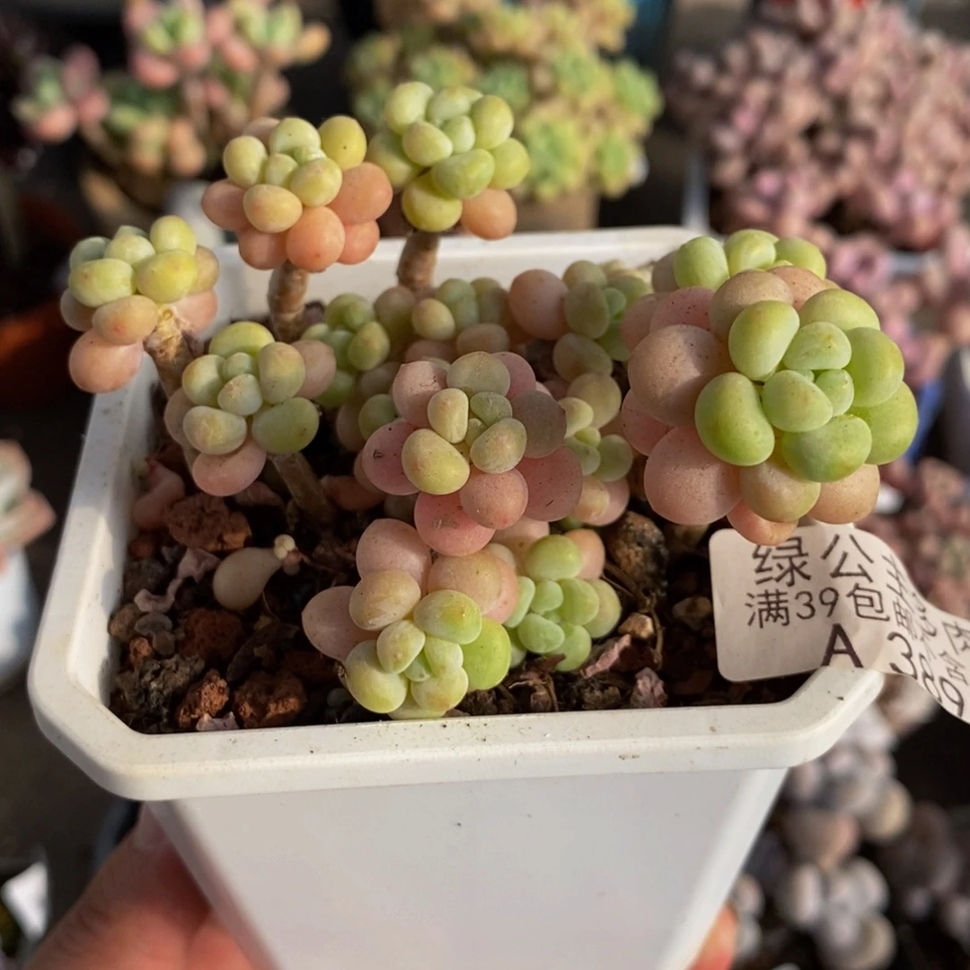 3890鱼子酱8cm多肉植物