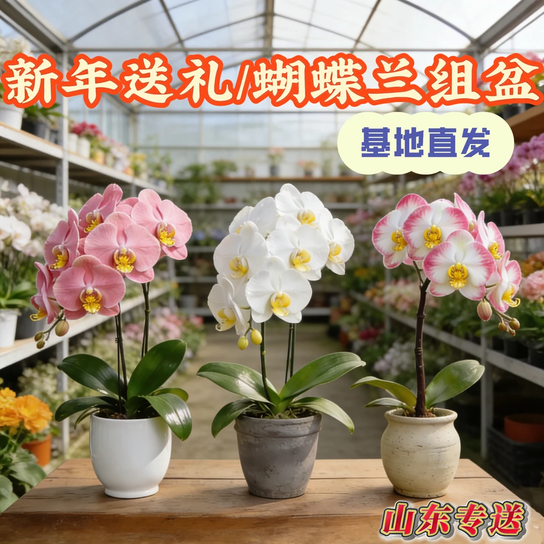 【蝴蝶兰组盆】一物一拍山东省同城鲜花速递年宵花开业乔迁