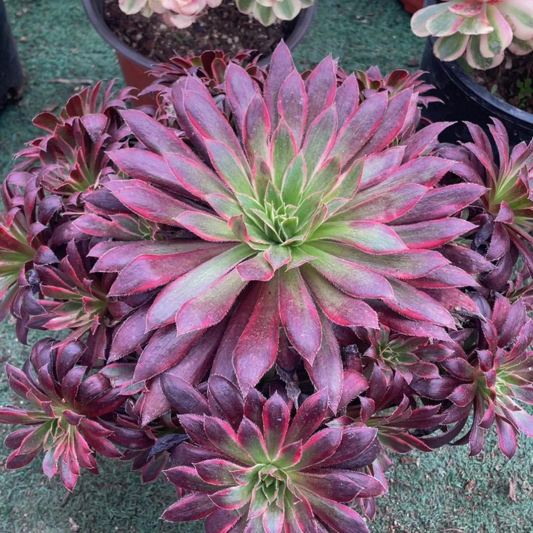 885惊鸿仙子精品法师多肉