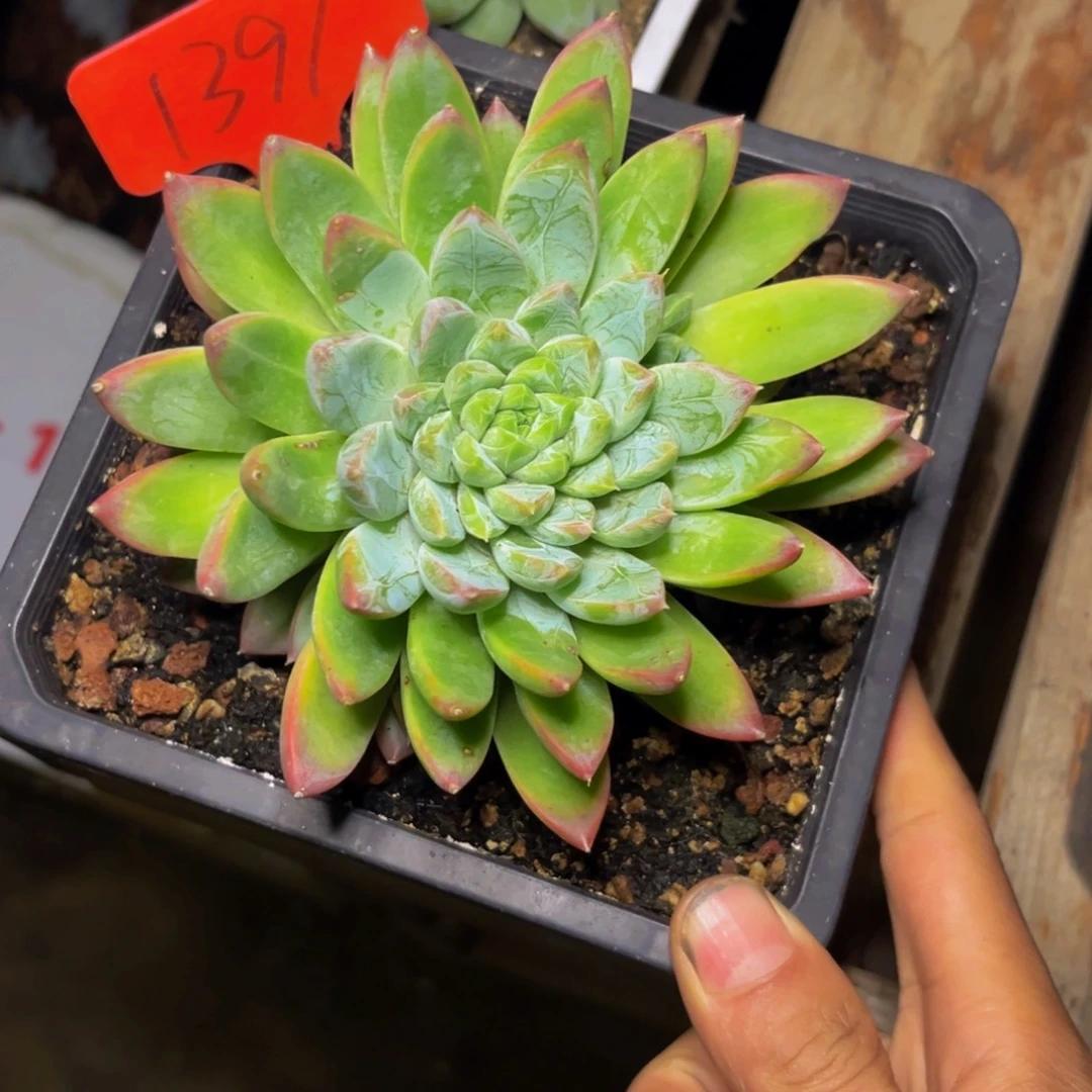 1391下午多肉植物群生