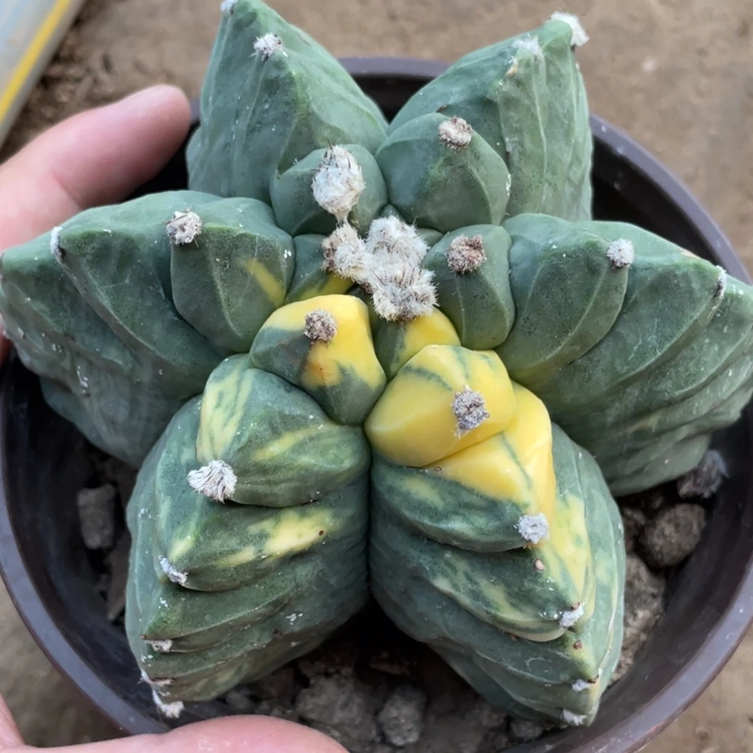 全部花朵六棱锯齿龟甲鸾凤玉锦