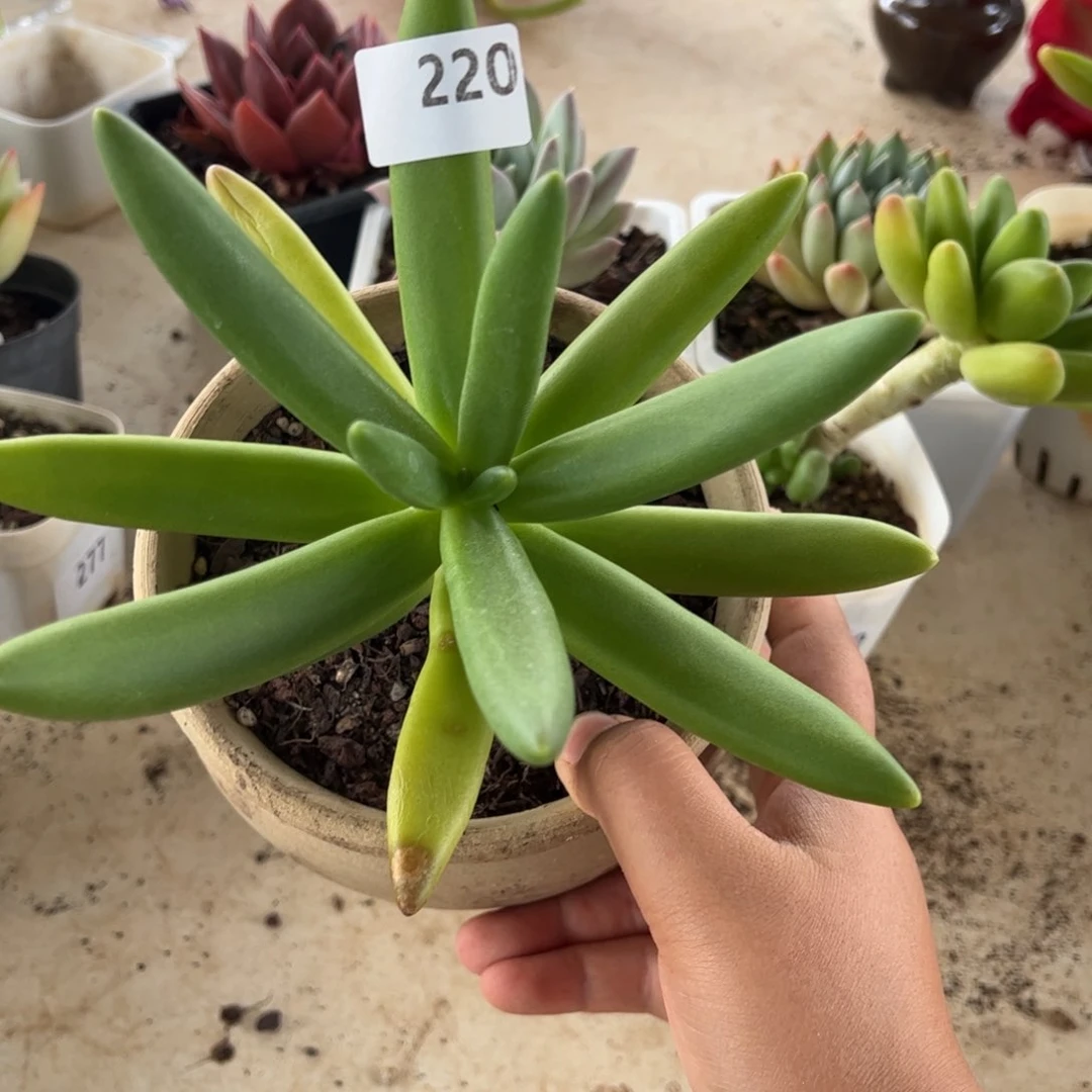 【闪购商品】椰子树。 220。 1111111
