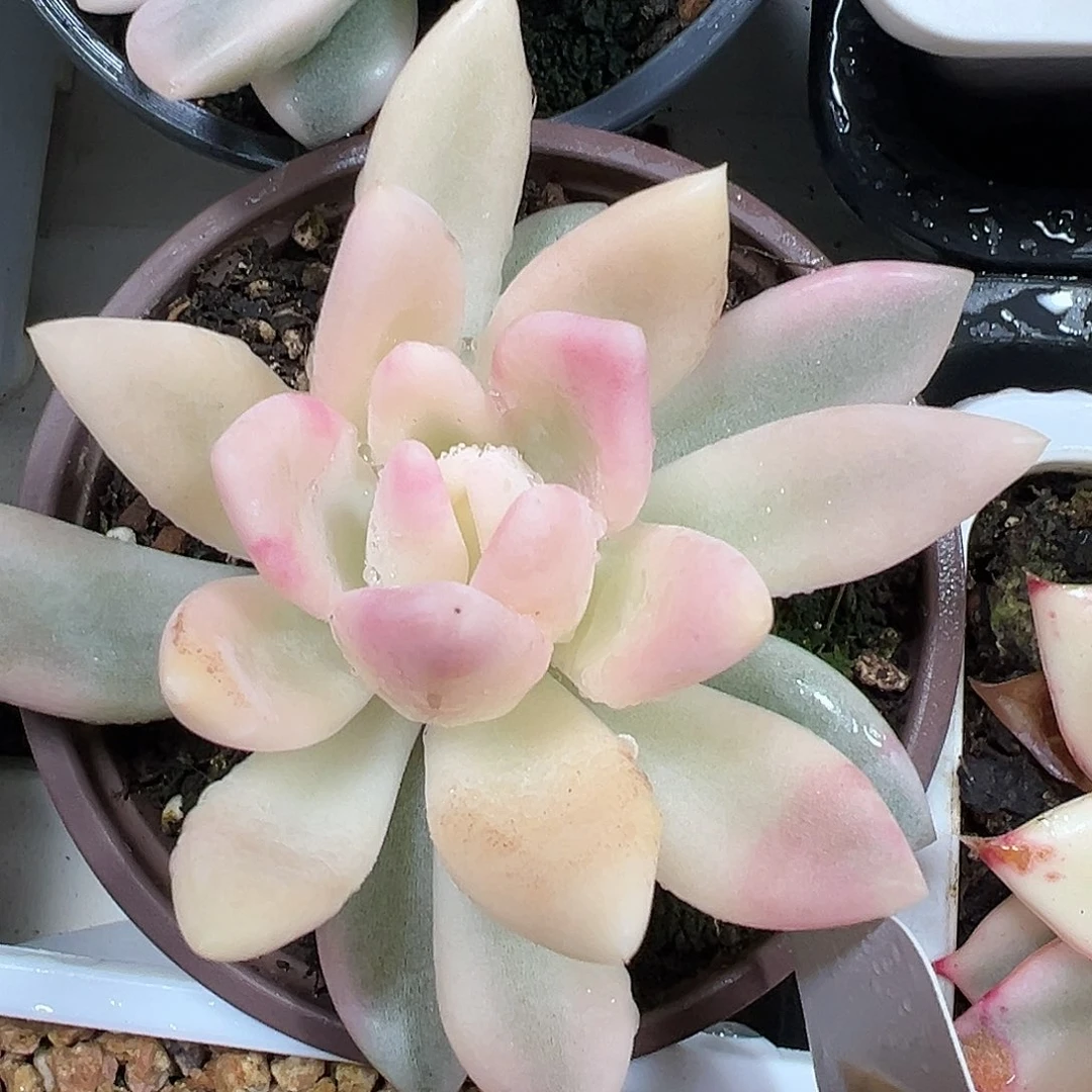 满38包邮奥普锦多肉