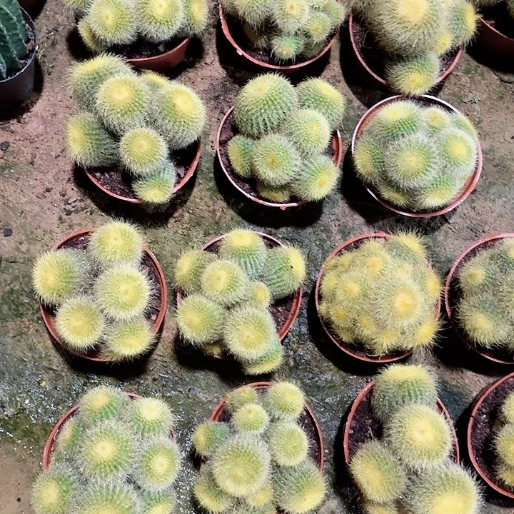 金丝猴 随机一棵。