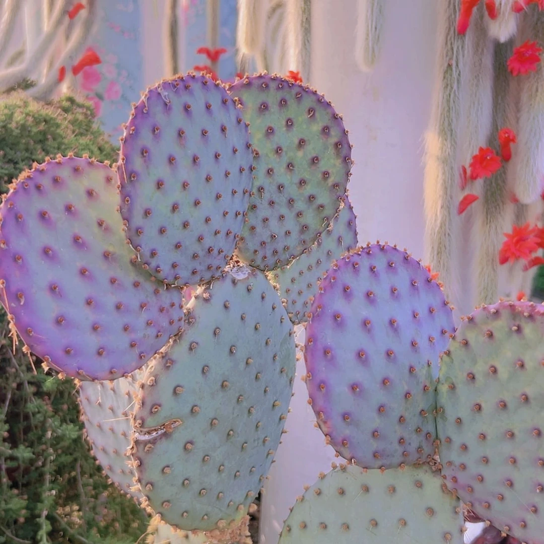 【闪购商品】胜利塔偏远不拍