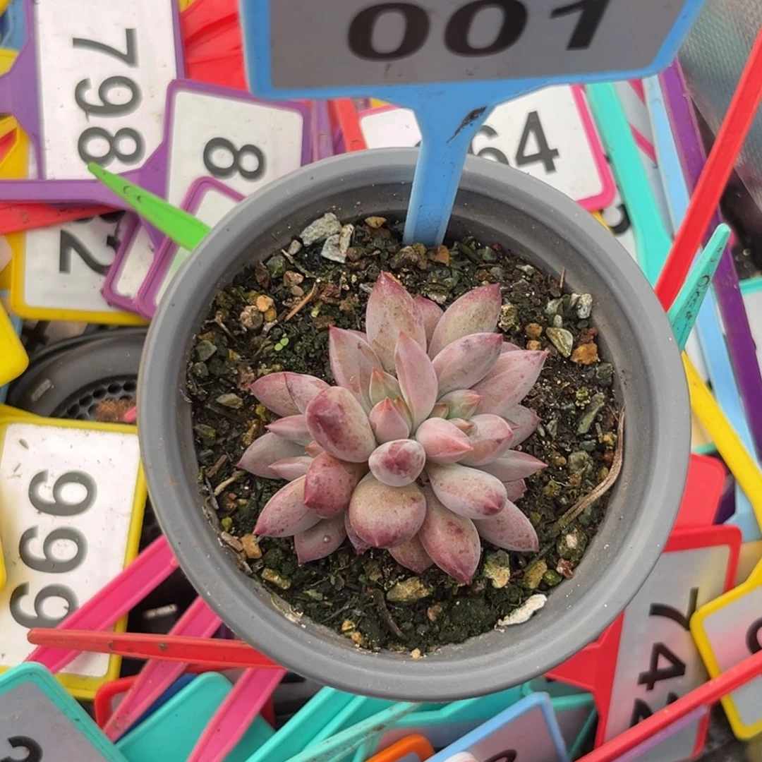 多肉植物虞美人001