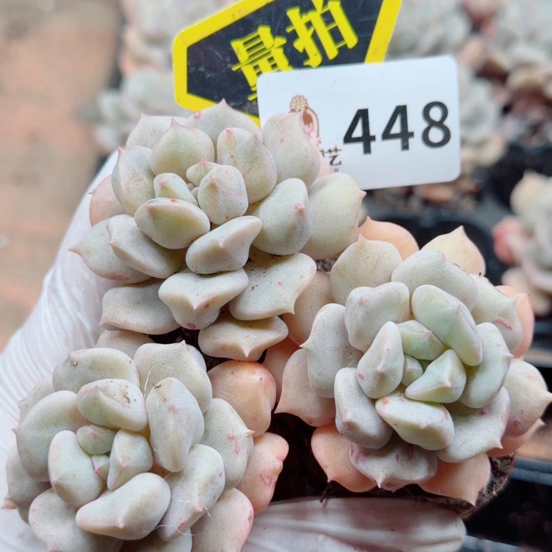 多肉植物多肉植物