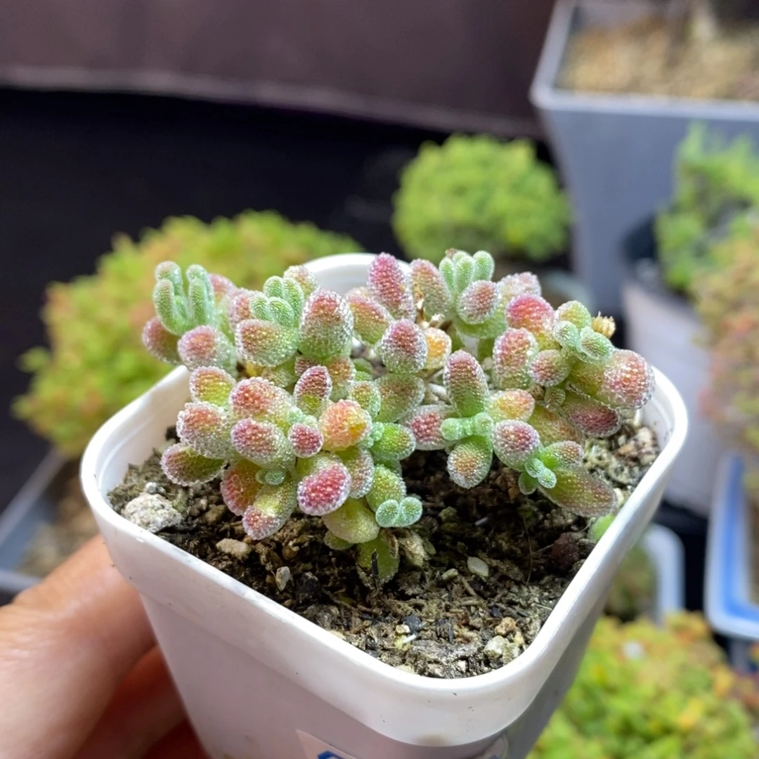 无花朵22号优选冰晶枝干