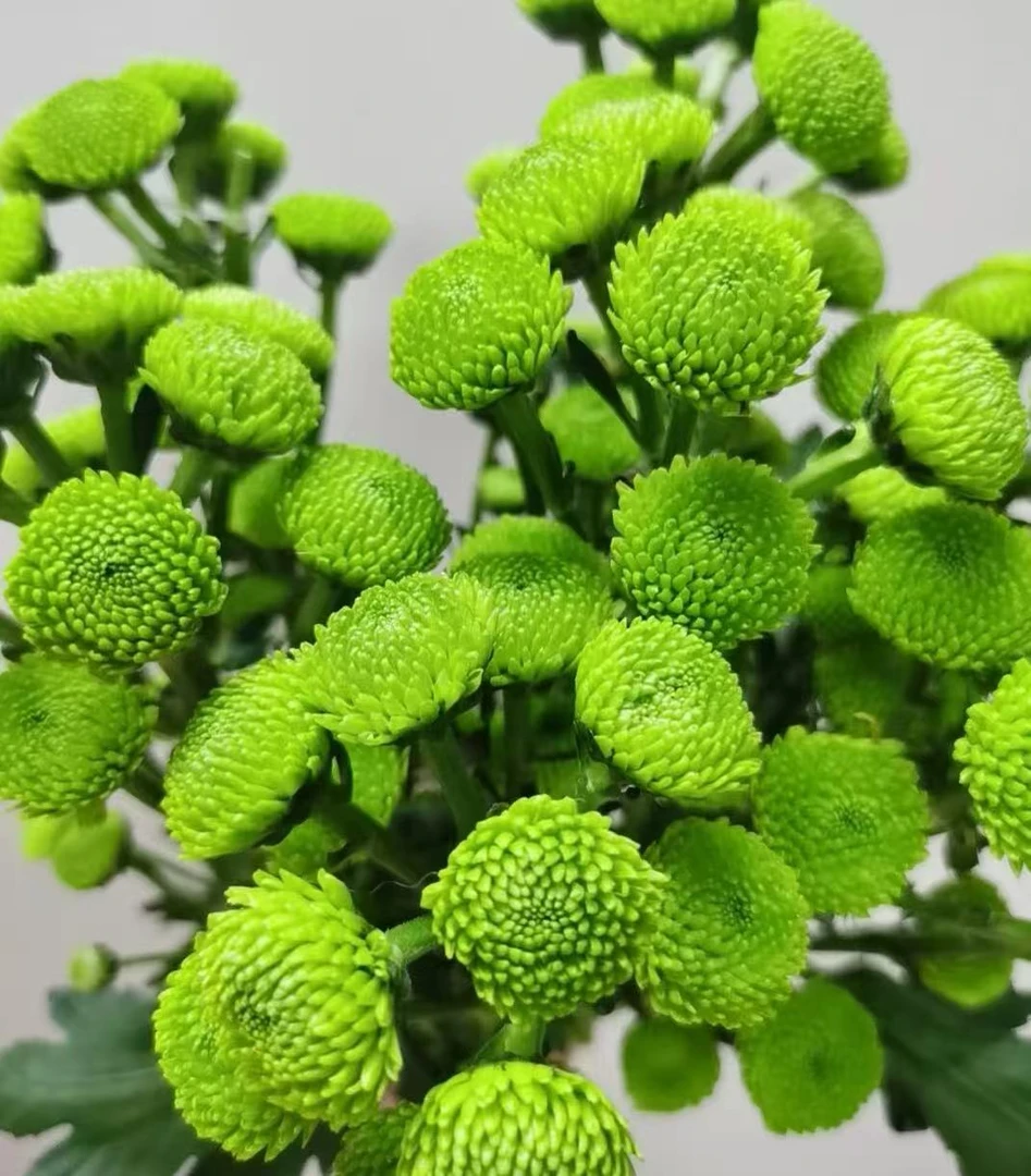 【顺丰发货】 绿纽扣雏菊鲜花1-4单一个运费自选品种