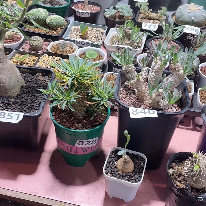 @***G851火星人铁甲麒麟刨花紫背开普敦大黑