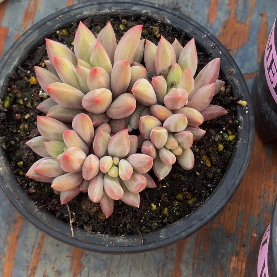 破*！美人系多肉植物和植物