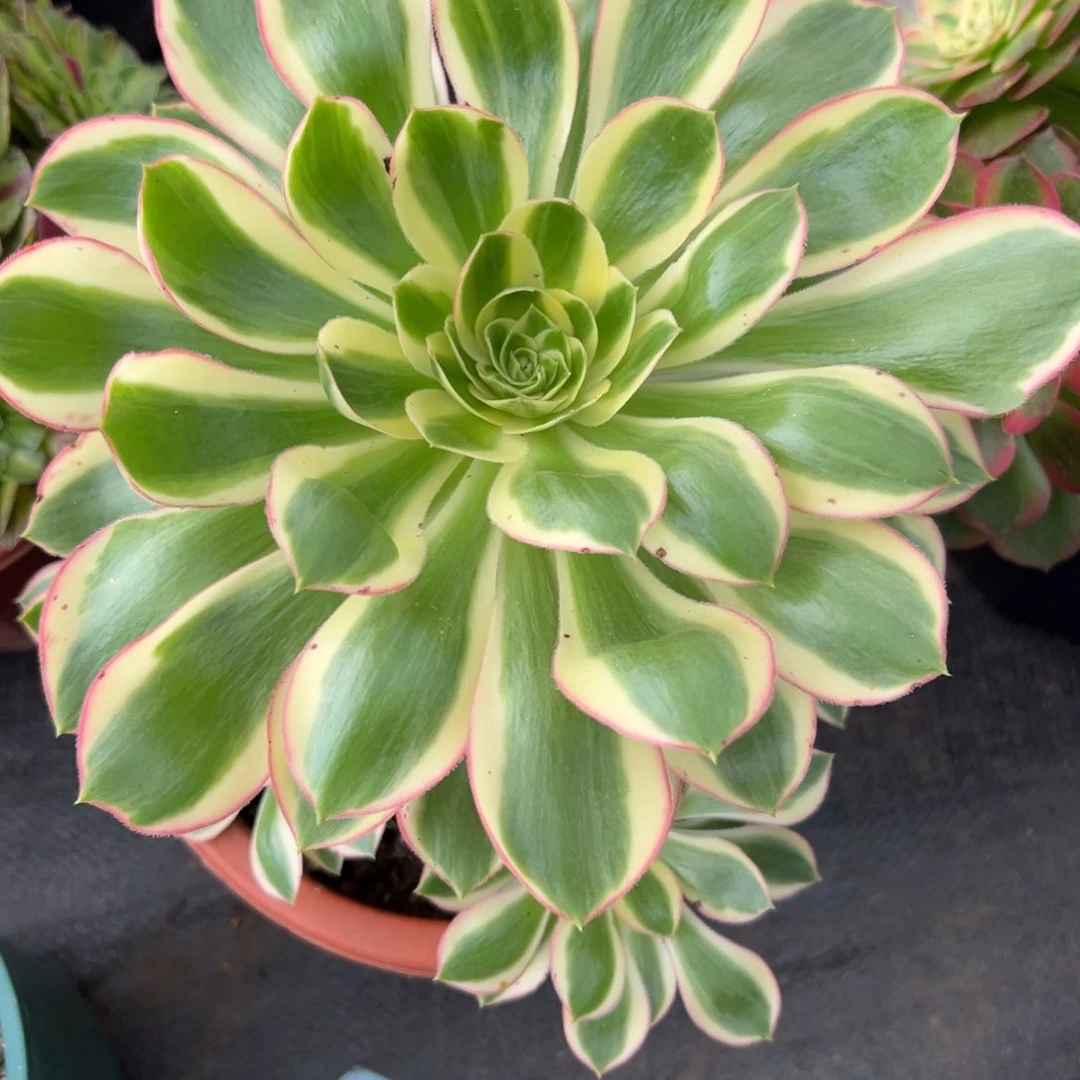 52青莲多肉植物系